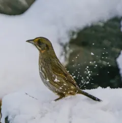 Seaside Sparrow thumbnail 3