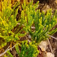 blue clubmoss thumbnail 3
