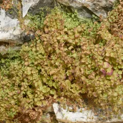 Liverwort Monkey-Flower thumbnail 2
