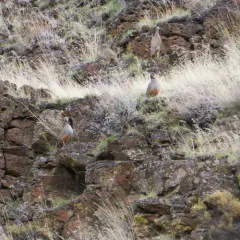 Chukar thumbnail 4