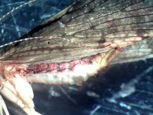 Rhyacophila tucula