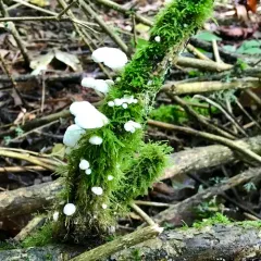 Fairy Parachutes thumbnail 1