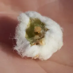 Cotton-gall Tephritid thumbnail 4