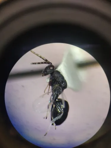 Eurytoma obtusiventris