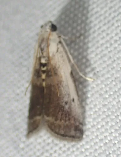 Kearfott's Acrobasis Moth