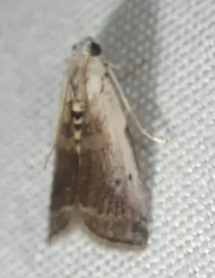 Kearfott's Acrobasis Moth thumbnail 1