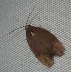 Hickory Leafroller Moth thumbnail 3