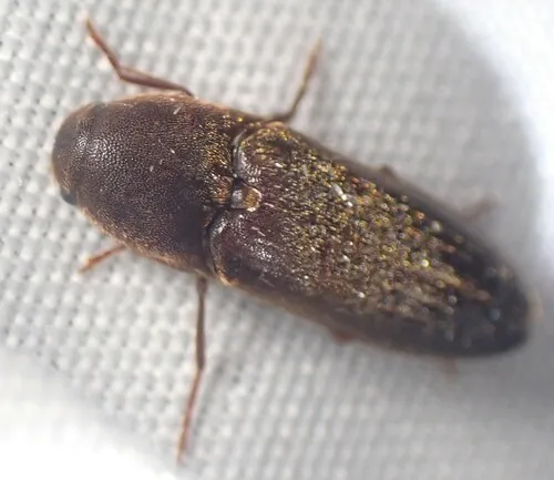 Dromaeolus badius