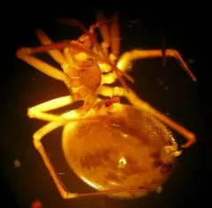 Helophora reducta thumbnail 3