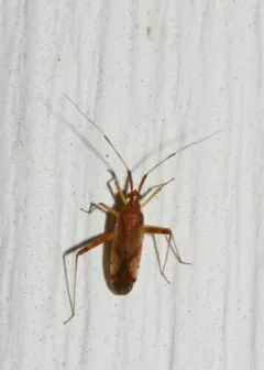 Phytocoris lasiomerus thumbnail 3