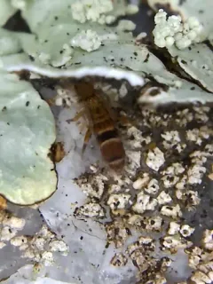Orchesella celsa thumbnail 2