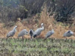 Common Crane thumbnail 3