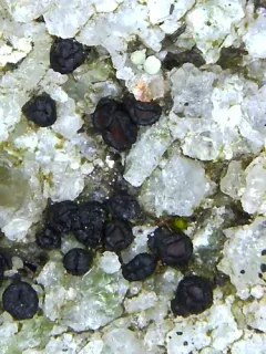 Big-disk grain-spore thumbnail 4