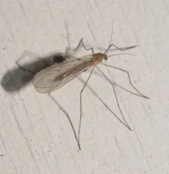 Paracladura trichoptera thumbnail 4