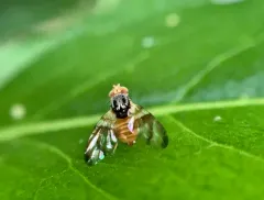 Procecidocharoides penelope thumbnail 2