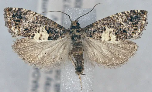 Epiblema periculosana