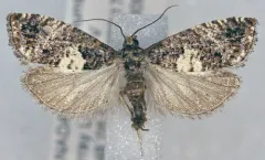 Epiblema periculosana thumbnail 1