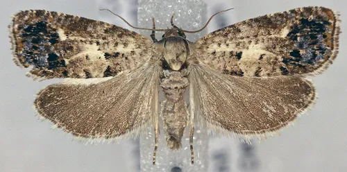 Notocelia purpurissatana