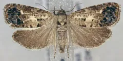 Notocelia purpurissatana thumbnail 1