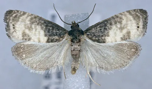 Notocelia illotana