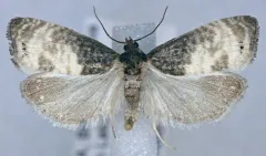 Notocelia illotana thumbnail 1
