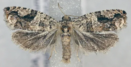 Proteoteras arizonae