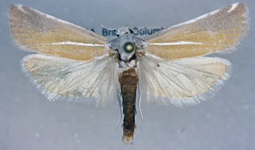 Pelochrista caniceps