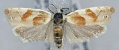 Eucosma setonana thumbnail 2