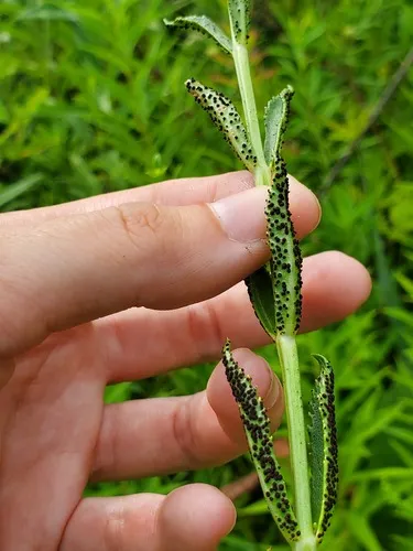 Puccinia physostegiae