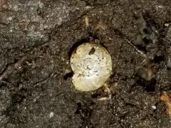 Carved Glyph thumbnail 2