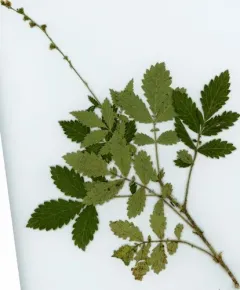 downy agrimony thumbnail 4