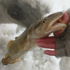 Burbot thumbnail 3
