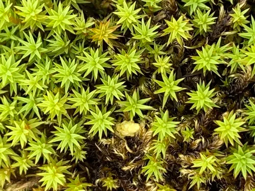 Swartz's Haircap Moss