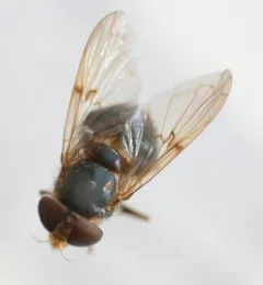 Iridescent Bromeliad Fly thumbnail 3