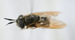 American Golden Longhorn thumbnail 3