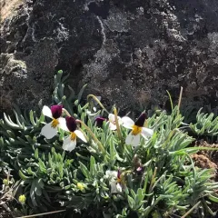Beckwith's Violet thumbnail 1