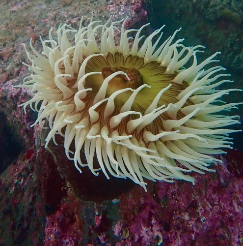 fish-eating anemone
