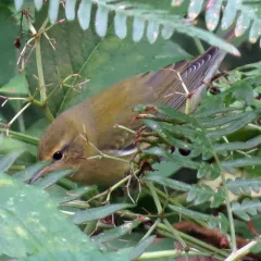 Tennessee Warbler thumbnail 2