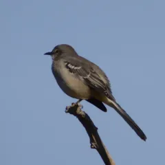 Northern Mockingbird thumbnail 1