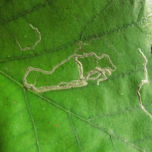 Stigmella saginella