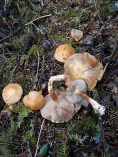 Thaxterogaster multiformis thumbnail 2