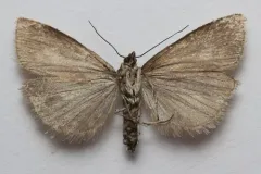 Catoptria maculalis thumbnail 2