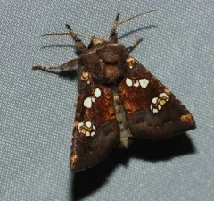 Turtlehead Borer Moth thumbnail 3