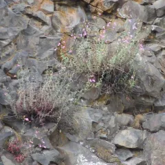 Richardson's Beardtongue thumbnail 2
