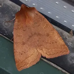 Sloping Sallow thumbnail 1