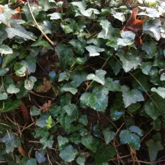 common ivy thumbnail 2