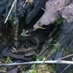 Northern Red-legged Frog thumbnail 1