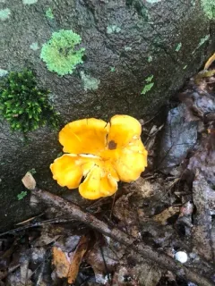 Smooth Chanterelle thumbnail 2