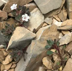 Alpine Collomia thumbnail 1