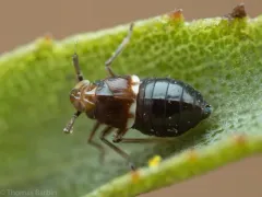 Pissonotus delicatus thumbnail 3